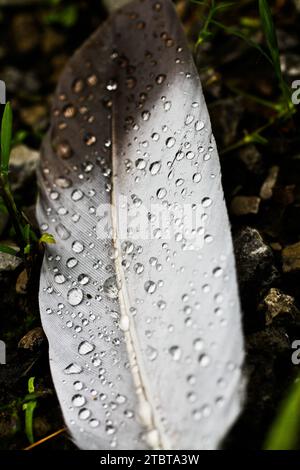 Ravvicinato Feather baciato dalla rugiada sul sentiero di pietra nella natura Foto Stock