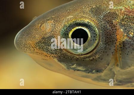 Leuciscus leuciscus Common Dace Foto Stock