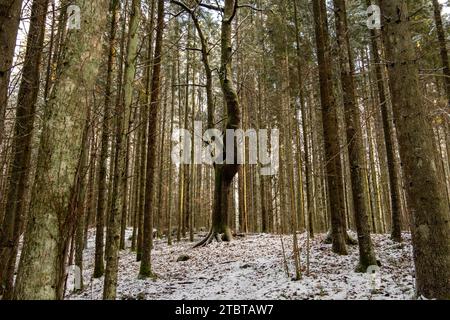 Nel cuore dei boschi innevati di Pokainu Mezs, Dobele, Latvija, sorge un albero mistico, con la sua aura che intreccia storie di magia e meraviglia nel mezzo del wi-fi Foto Stock