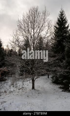 Resistendo all'abbraccio invernale, un albero senza foglie solitario regge la sua veglia silenziosa nella distesa innevata di Pokainu Mezs, Dobele, Latvija. Foto Stock