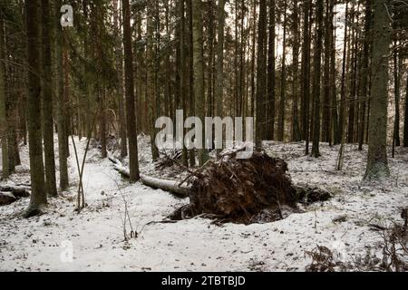 Un'eredità silenziosa sotto il velo d'inverno: Un gigante caduto annidato nell'abbraccio innevato di Pokainu Mezs, Dobele, Latvija. Foto Stock