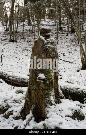 L'arte dell'inverno si svolge: Un ceppo ricoperto di muschio ospita la crescita di funghi mentre sopporta una delicata disposizione di pietre innevate a Dobele, in Latvija Foto Stock