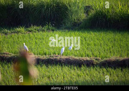 Alba su giovani terrazze di riso nella calma luce del mattino, riflessi nei campi, grande verde e luce in un paesaggio girato, splendida Bali verde, Indonesia Foto Stock