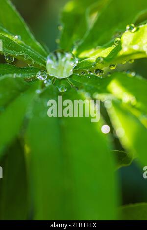 Gocce d'acqua su foglia di lupino Foto Stock