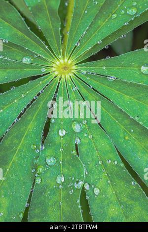 Gocce d'acqua su foglia di lupino Foto Stock