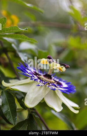 Fiore passionflower blu (Passiflora caerulea), fiore, primo piano Foto Stock