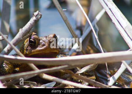 Primo piano di Brown Frog nel Natural Freshwater Habitat, Fort Wayne, Indiana Foto Stock