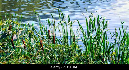 Paesaggio panoramico di comuni cattail a foglia larga, noti anche come bulrushes, Typha latifolia che cresce lungo la riva del lago, Rockefeller State Park Preserve, New York Foto Stock