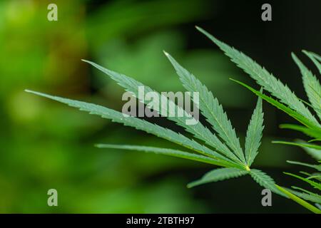 Primo piano della foglia di una pianta di cannabis con più piante sullo sfondo Foto Stock