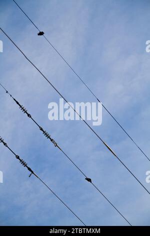 Uccelli solitari appollaiati su Power Lines contro Soft Blue Sky Foto Stock