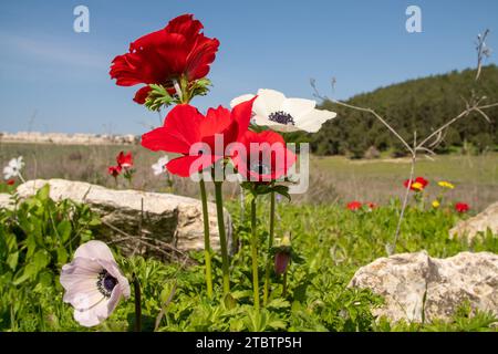 Vari colori della coronaria di Anemone, l'anemone papavero, calendula spagnola, o fiore di vento, è una specie di pianta da fiore della famiglia delle farfalle Foto Stock