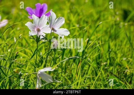 Vari colori della coronaria di Anemone, l'anemone papavero, calendula spagnola, o fiore di vento, è una specie di pianta da fiore della famiglia delle farfalle Foto Stock