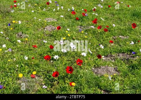 Vari colori della coronaria di Anemone, l'anemone papavero, calendula spagnola, o fiore di vento, è una specie di pianta da fiore della famiglia delle farfalle Foto Stock