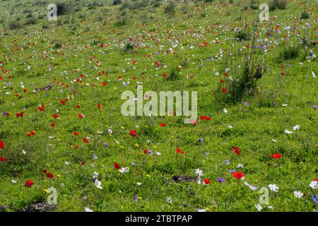 Vari colori della coronaria di Anemone, l'anemone papavero, calendula spagnola, o fiore di vento, è una specie di pianta da fiore della famiglia delle farfalle Foto Stock