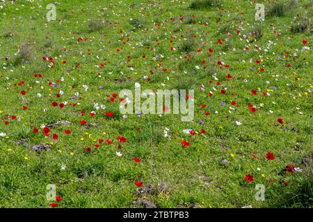 Vari colori della coronaria di Anemone, l'anemone papavero, calendula spagnola, o fiore di vento, è una specie di pianta da fiore della famiglia delle farfalle Foto Stock