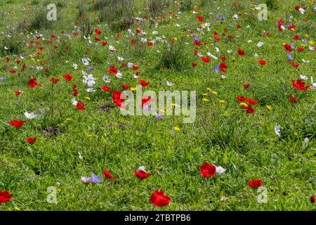 Vari colori della coronaria di Anemone, l'anemone papavero, calendula spagnola, o fiore di vento, è una specie di pianta da fiore della famiglia delle farfalle Foto Stock