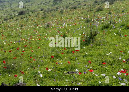 Vari colori della coronaria di Anemone, l'anemone papavero, calendula spagnola, o fiore di vento, è una specie di pianta da fiore della famiglia delle farfalle Foto Stock