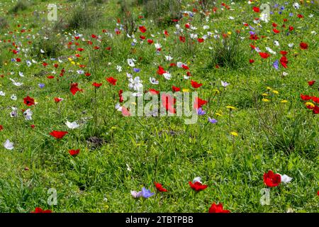 Vari colori della coronaria di Anemone, l'anemone papavero, calendula spagnola, o fiore di vento, è una specie di pianta da fiore della famiglia delle farfalle Foto Stock