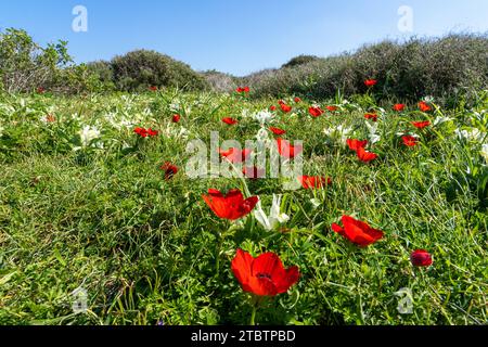 Vari colori della coronaria di Anemone, l'anemone papavero, calendula spagnola, o fiore di vento, è una specie di pianta da fiore della famiglia delle farfalle Foto Stock