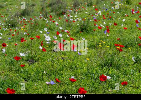 Vari colori della coronaria di Anemone, l'anemone papavero, calendula spagnola, o fiore di vento, è una specie di pianta da fiore della famiglia delle farfalle Foto Stock