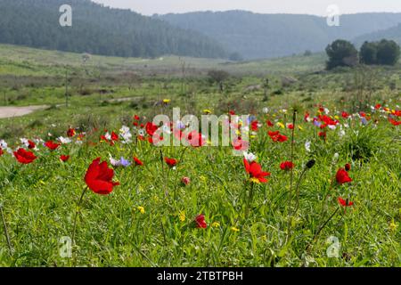 Vari colori della coronaria di Anemone, l'anemone papavero, calendula spagnola, o fiore di vento, è una specie di pianta da fiore della famiglia delle farfalle Foto Stock