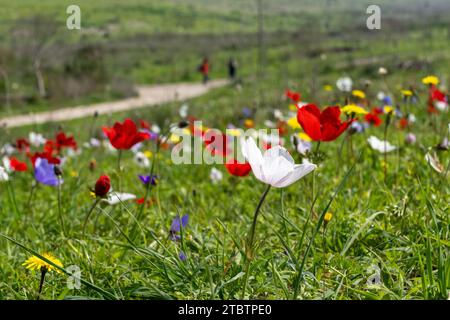 Vari colori della coronaria di Anemone, l'anemone papavero, calendula spagnola, o fiore di vento, è una specie di pianta da fiore della famiglia delle farfalle Foto Stock