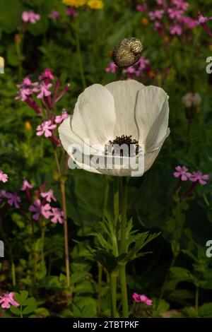 Il fiore bianco di Anemone coronaria, l'anemone papavero, calendula spagnola, o fiore di vento, è una specie di pianta da fiore della famiglia delle farfalle Foto Stock