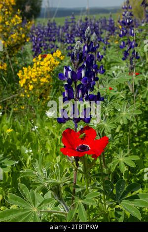 L'Anemone coronaria, l'anemone del papavero, calendula spagnola, o fiore di vento, è una specie di pianta da fiore della famiglia delle farfalle Foto Stock