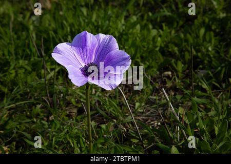 L'Anemone coronaria, l'anemone del papavero, calendula spagnola, o fiore di vento, è una specie di pianta da fiore della famiglia delle farfalle Foto Stock