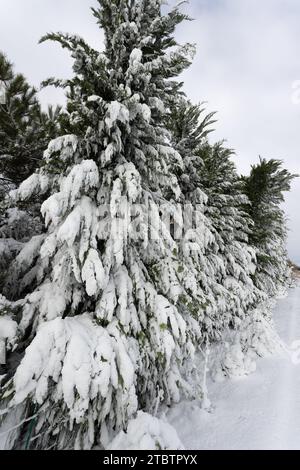 Paesaggio rurale innevato, paesaggio rurale invernale, giornata ghiacciata, alberi innevati. Pini, abeti rossi, alberi nella neve soffice. Carta invernale per l'anno nuovo, sfondo Foto Stock