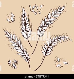Disegno vettoriale in bianco e nero del grunge sciatto di quattro spikelets. Schizzo di steli di frumento, orzo o segale. Per branding , pubblicità, logo Illustrazione Vettoriale