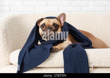 Bel bulldog francese con sciarpa sul divano a casa Foto Stock