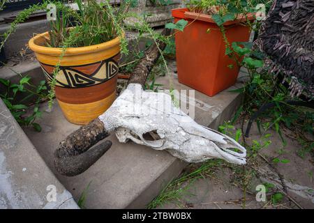 teschio di toro con grandi corna Foto Stock