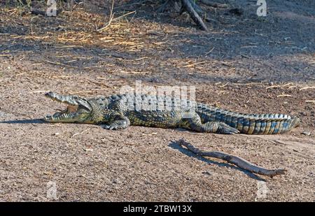 Coccodrillo del Nilo che si rinfresca sulla riva del fiume Chobe in Botswana Foto Stock