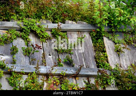 Recinzione ha ceduto agli elementi ed è caduto a terra. Erbacce e cespugli stanno prendendo il controllo con germogli che vengono attraverso le tavole. Foto Stock