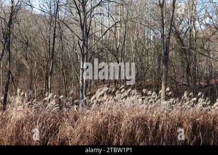 Un'area di erba dorata e soleggiata è fiorente vicino a un gruppo di alberi alti in un ambiente naturale selvaggio Foto Stock