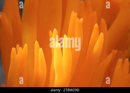 Una macro immagine del fungo Stagshorn giallo, Calocera viscosa, che mostra la suggestiva forma arancione del fungo amatore di pini Foto Stock