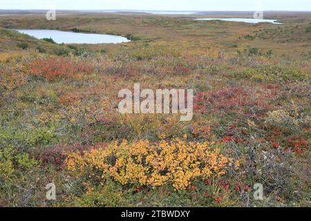 La tundra del Canada Foto Stock