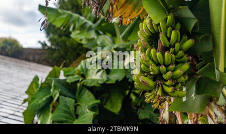 Un'immagine ravvicinata di un branco di banane verdi su un albero di banane Foto Stock