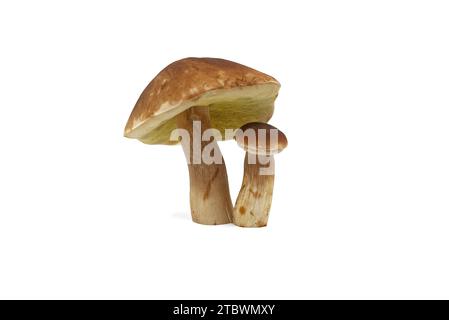 CEP OR, fungo Penny Bun (Boletus edulis) isolato su sfondo bianco Foto Stock