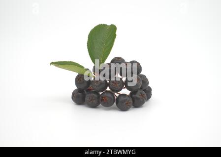 Chokeberry con foglie isolati su sfondo bianco. Nero bacche di Aronia Foto Stock