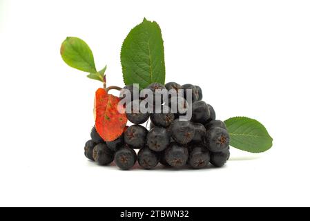 Chokeberry con foglie isolati su sfondo bianco. Nero bacche di Aronia Foto Stock