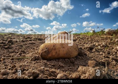 Patate fresche raccolte sul campo, sporcizia dopo il raccolto presso un'azienda agricola biologica a conduzione familiare. Cielo blu e nuvole. Profondità di campo ridotta e ravvicinata, sfocata Foto Stock