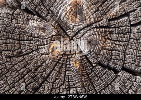 Anelli albero vecchio legno stagionato texture con la sezione trasversale di un log tagliato che mostra il concentrico annuale degli anelli di crescita come un piatto sullo sfondo della natura Foto Stock