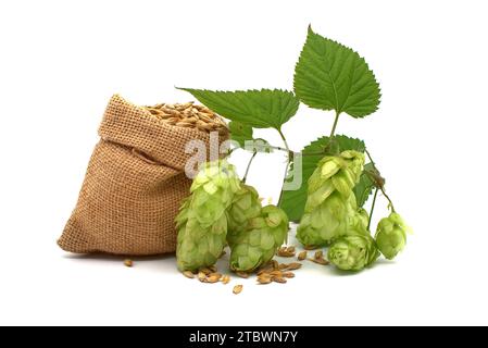 L'orzo che si spillava da un sacchetto di hessian e un rametto di luppolo verde su sfondo bianco, componenti della produzione di birra Foto Stock