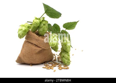 L'orzo che si spillava da un sacchetto di hessian e un rametto di luppolo verde su sfondo bianco, componenti della produzione di birra Foto Stock