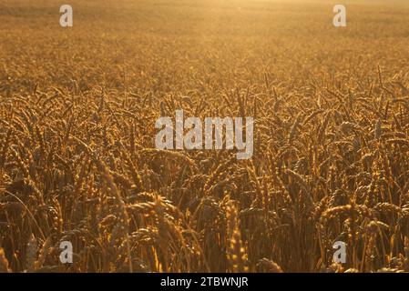Campo retroilluminato di orecchie mature di grano bagnate dal bagliore dorato del sole in un concetto di produzione alimentare e agricoltura Foto Stock