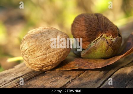 Raccolto fresco di noci (Juglans regia) in un guscio di colore verde. Shell e scorze di noci, foglie di autunno e di una quercia ghiande. Quando sono le noci pronto a scelta Foto Stock