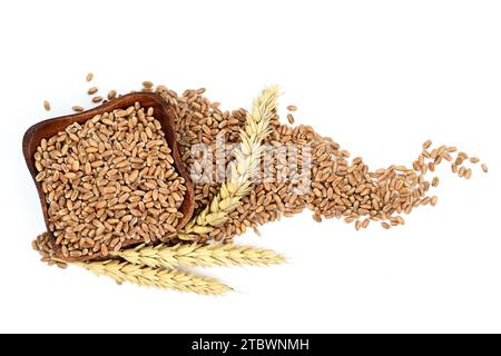 Semi di grano e orecchio di spighe di grano mature isolato su sfondo bianco, visto dall'alto verso il basso Foto Stock