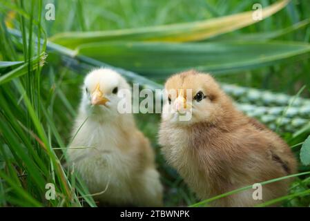 Due simpatici pulcini per bambini visti a livello del terreno in verde e in erba all'aperto in un campo o in un giardino Foto Stock